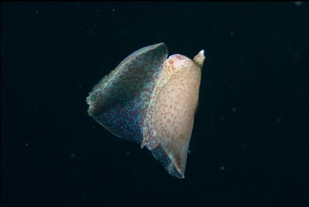 sea butterfly