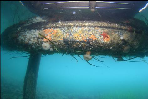 under a small dock in the shallow bay