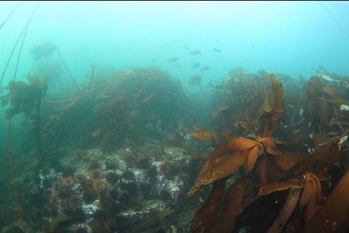 urchins, kelp and rockfish