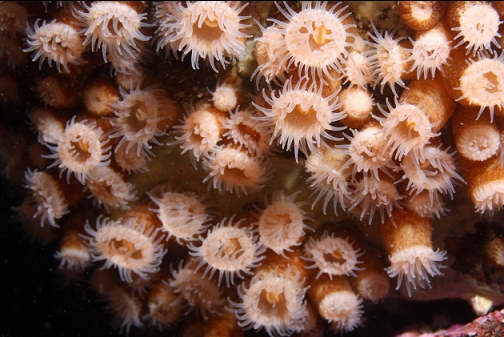 zoanthids