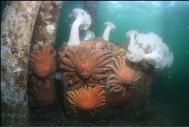 sunflower stars and anemones on block