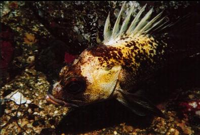 QUILLBACK ROCKFISH