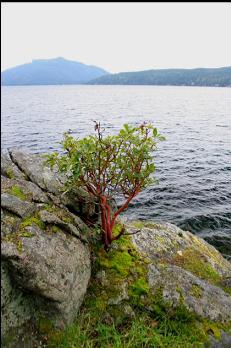 SMALL ARBUTUS TREE