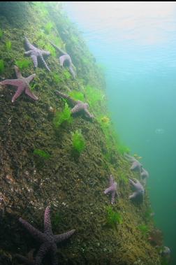 SEASTARS IN SHALLOWS