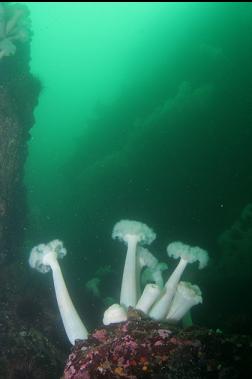 ANEMONES NEAR CANYON