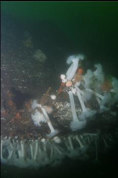 ANEMONES ON STERN