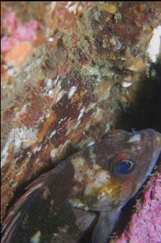 COPPER ROCKFISH