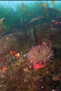 anemone and surfgrass