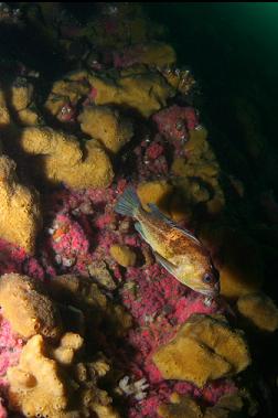 quillback rockfish