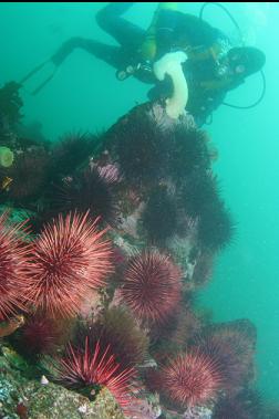 urchins and anemone