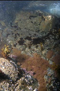 anemones near surface