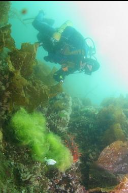 seaweed and cucumber in shallows