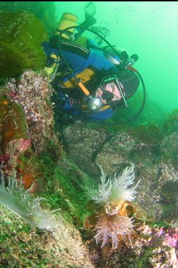 giant nudibranchs