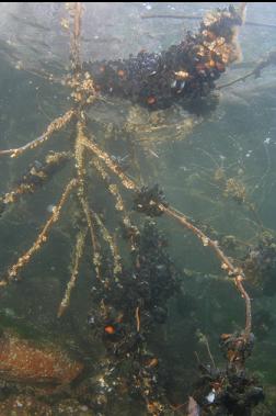 mussels on tree branch