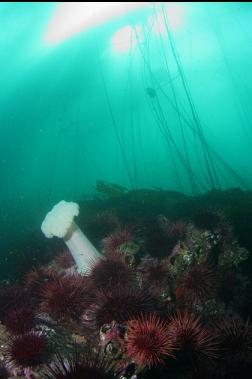 anemone and urchins under kelp