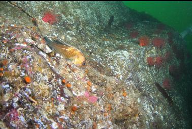 quillback rockfish on wall