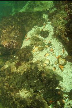 crab shells from octopus dinner