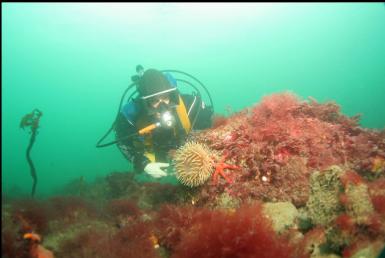 anemone at edge of bay