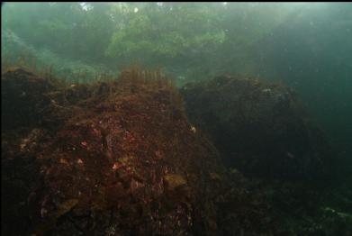 shallow reefs and trees above the surface