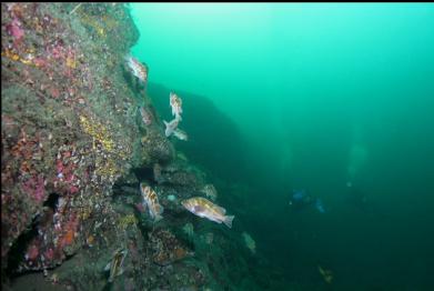 rockfish on wall with divers in background