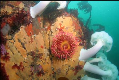 anemones on wall