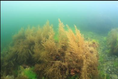 seaweed in shallows