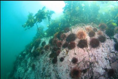 urchins on small wall