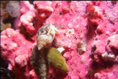 snails on hydrocoral