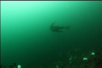 sealion swimming away