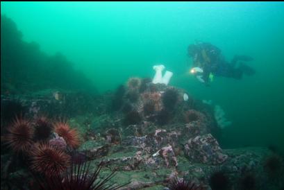 plumose anemones and urchins