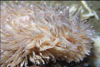 shaggy mouse nudibranch