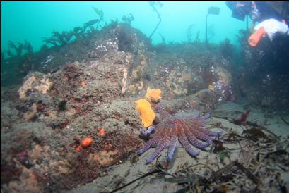 sunflower star and small yellow sponges