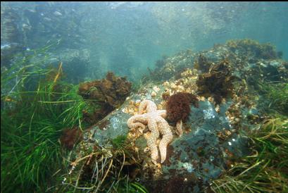 seastar in shallows