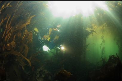 under the kelp