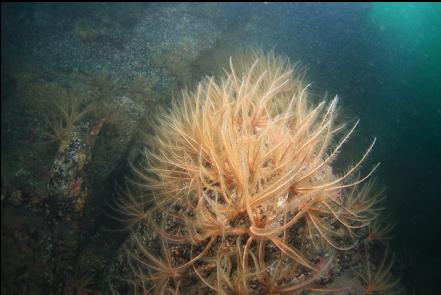 feather stars