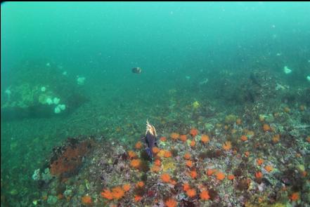 quillback rockfish and the big rock in the background