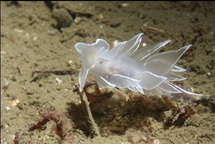 nudibranch