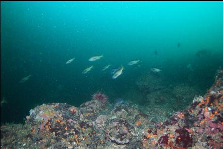 rockfish 60 feet deep