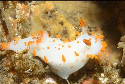 nudibranch