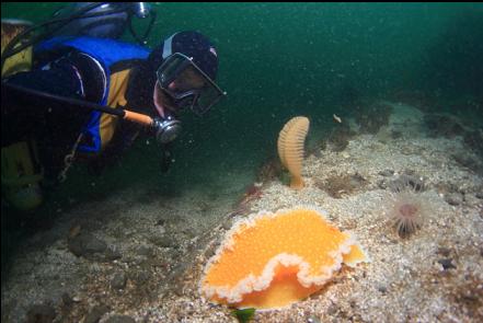 orange peel nudibranch