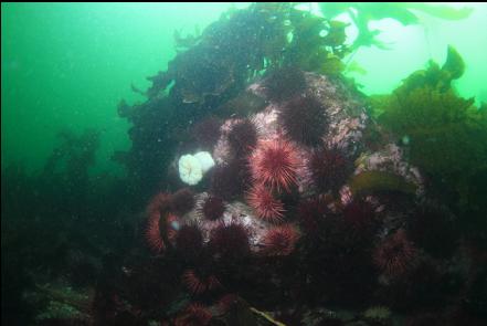 urchins and an anemone on a boulder