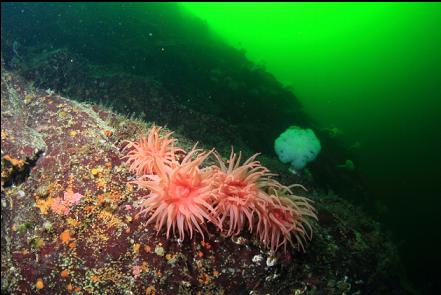 crimson anemones