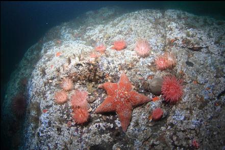 circle of crimson anemones with a leather star