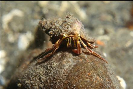 hermit crab