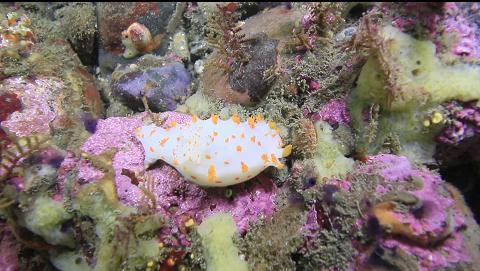 nudibranch