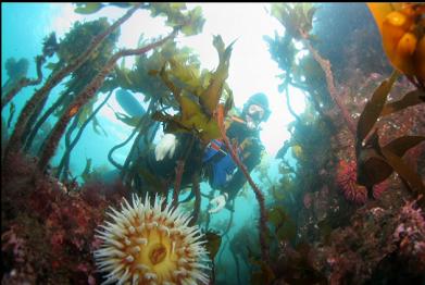 fish-eating anemones