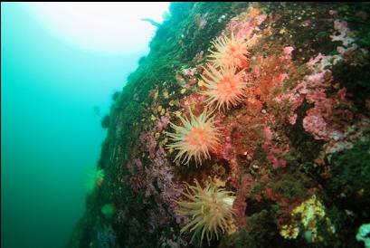 crimson anemones