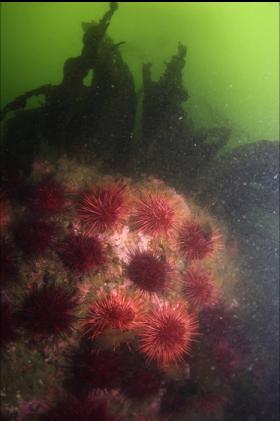 urchins