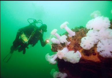 PLUMOSE ANEMONES, ETC.