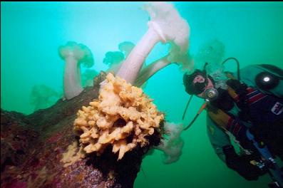 SPONGE AND PLUMOSE ANEMONES